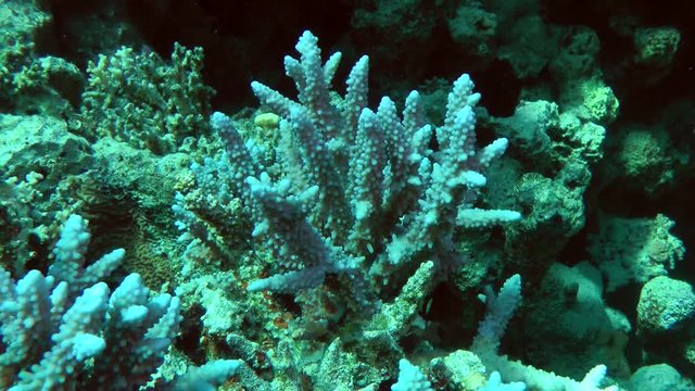 Thickets of Staghorn coral (Acropora sp.), medium shot.
