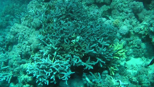 The camera approaches to the thickets of Staghorn coral (Acropora sp.)
