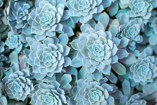 Turquoise succulent of echevery