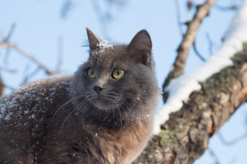 Naklejka na ściany i meble Portrait of fluffy gray cat on a tree with snow