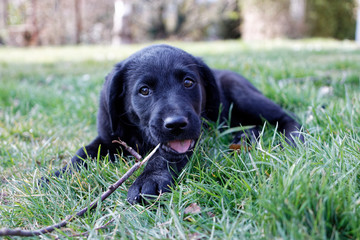 A pretty young labrador lying in the grass.