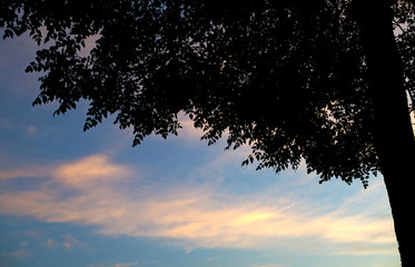 Silhouette image of tree with sunset sky : closeup