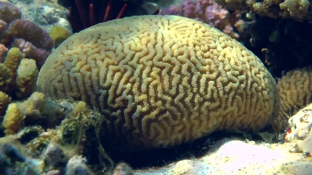 The lump of brain coral on a coral reef, medium shot.
