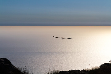 View from Table Mountain, Capetown, with a bird flying over the sea