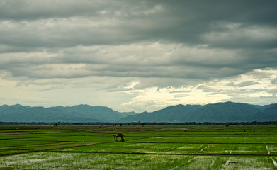 Rice field and rain cloud : Lom Sak, Thailand