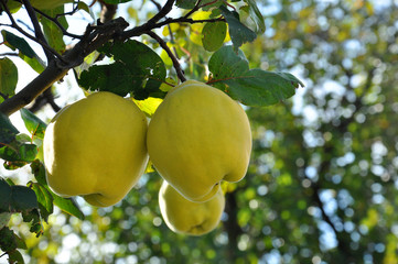 Quince on branch. Organic natural quince apples on the tree at fall.