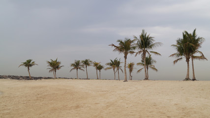 Palms on the beach