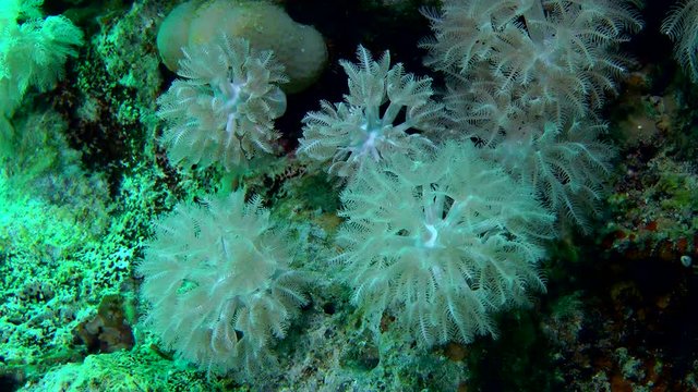 White pulse soft coral (Heteroxenia fuscescens) at rest, medium shot.
