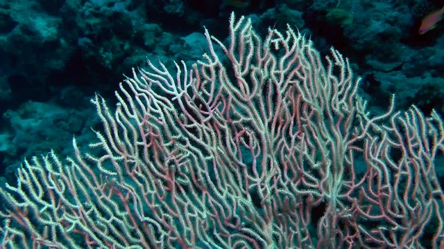 The camera is slowly coming to a bush Gorgonian fan coral (Subergorgia mollis), medium shot.
