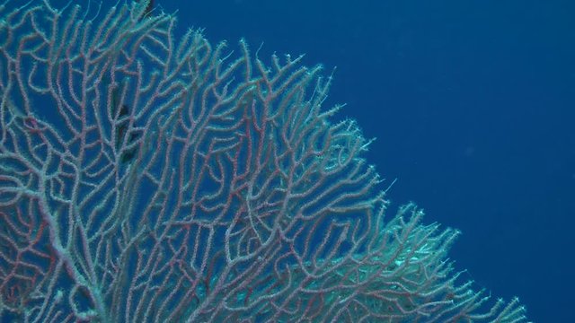 Bush of Gorgonian fan coral (Subergorgia mollis) against the background of the blue water column, wide shot.
