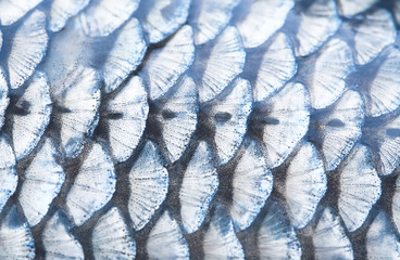 fish scale background © mycteria