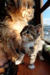 kitten and dog playing