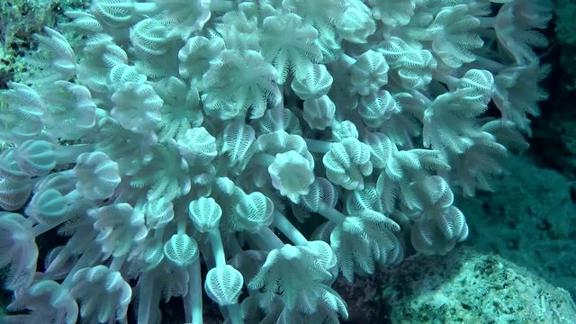 Throbbing colony White pulse soft coral (Heteroxenia fuscescens), close-up.
