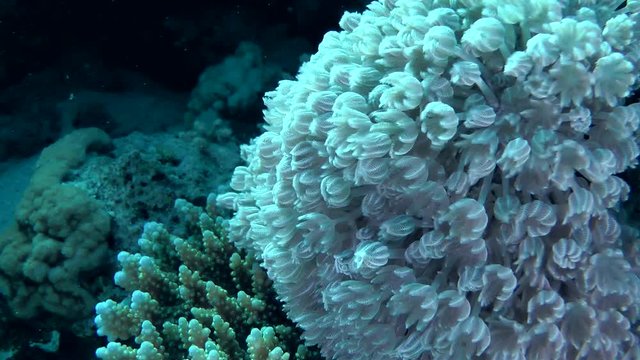 Pulse colony of White pulse soft coral (Heteroxenia fuscescens), medium shot.
