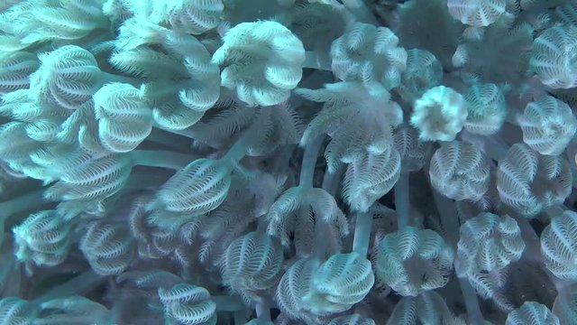 Pulsatory colony of White pulse soft coral (Heteroxenia fuscescens), close-up.
