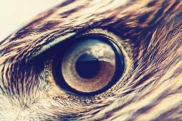 Raamstickers Arend eagle eye close-up