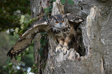 Eagle Owl in tree