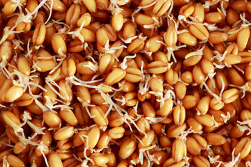 Germinated wheat grains