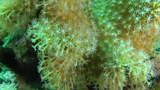 A close-up of polyps Yellow leather coral (Sarcophyton elegans).
