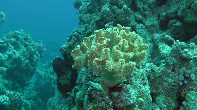 The camera slowly approaches to the Yellows leather coral (Sarcophyton elegans) located on the wall of the reef.
