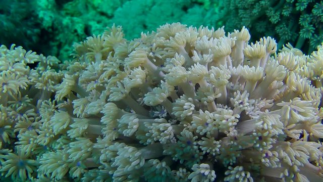 Polyps of  Flowerpot coral (Goniopora sp.) sway from the wave current, close-up.

