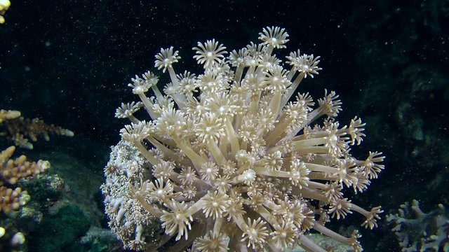 Polyps of Flowerpot coral (Goniopora sp.) on a dark background.
