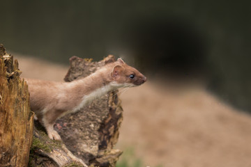  Stoat Mustela ermine also known as short-tailed weasel