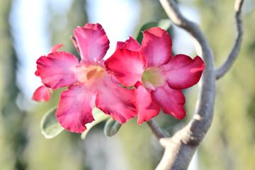 Pink Desert Rose or Impala Lily or Mock Azalea flower