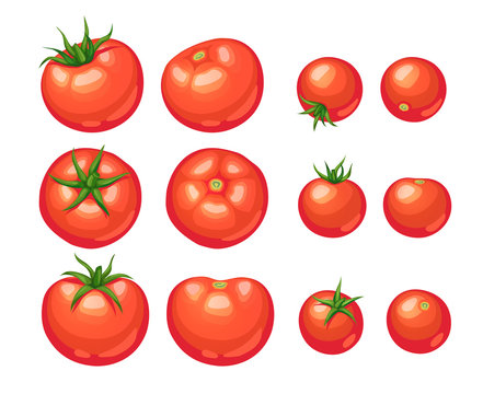 Fresh tomato illustration isolated on white background. Ripe tomatoes collection.