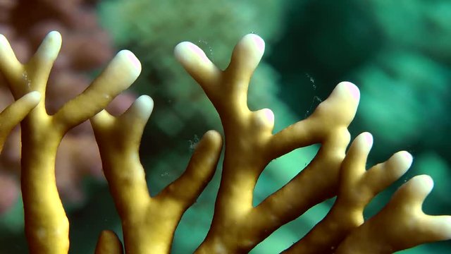 The branches of Net Fire Coral (Millepora dichotoma), close-up.
