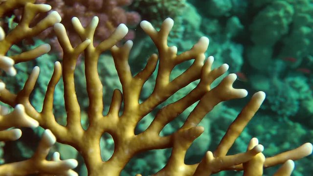 The branches of Net Fire Coral (Millepora dichotoma), close-up.
