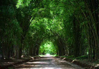 Tunnel bamboo tree