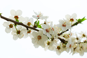 Spring flowers of cherry blossom