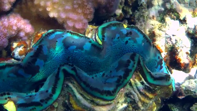 Brightly colored mantle of Giant Clam (Tridacna gigas) protruding between the shells, close-up.
