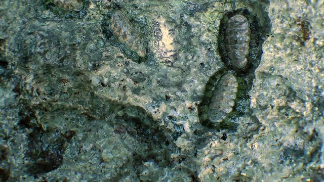 West Indian fuzzy chiton (Acanthopleura granulata) on a stone splashed by waves, medium shot.
