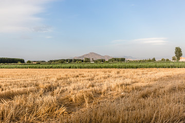 Fototapeta premium Landscape with crops and mountain views in the background