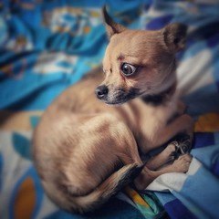 Frightened toy terrier