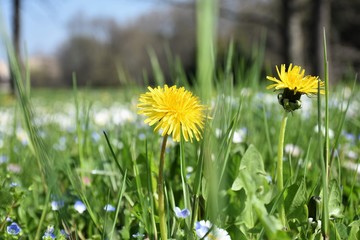 Primavera fiori nel prato