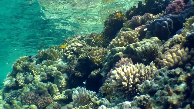 Scenic picture of different types of colorful coral at the top of reef on the background of the water surface.
