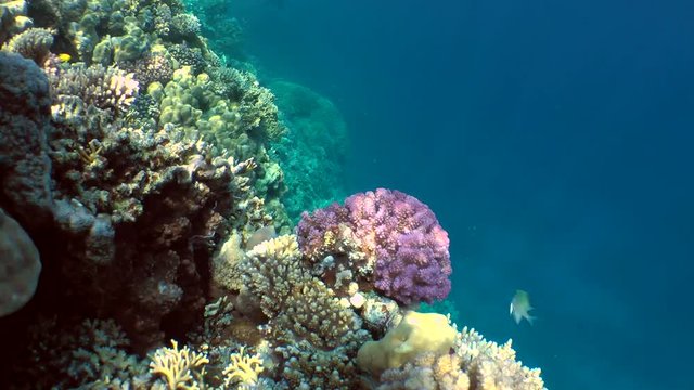 Scenic picture of different types of colorful coral reef at the top of reef on the background of the water column.
