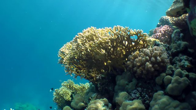 Net Fire Coral (Millepora dichotoma) and various kinds of bright corals on the top of the reef on the background of the water column.
