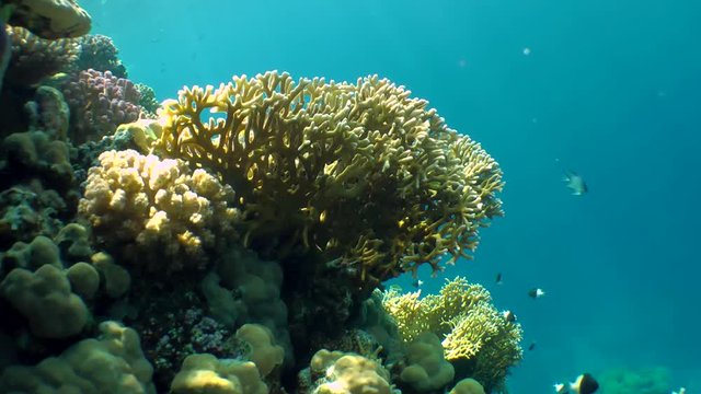 Net Fire Coral (Millepora dichotoma) and various kinds of bright corals on the top of the reef on the background of the water column.
