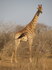 Giraffe im Busch