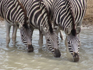 Fototapeta premium Zebras an Wasserloch