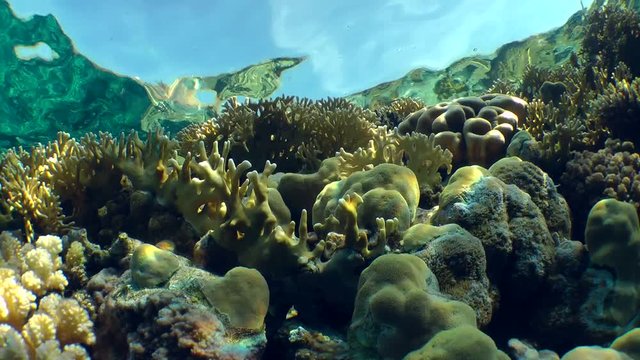 Net Fire Coral (Millepora dichotoma) and various types of bright corals on the reef slope against the water surface.

