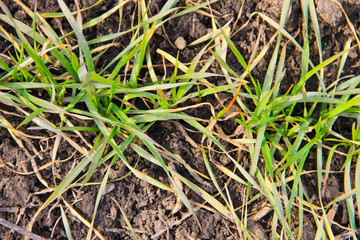 Young green wheat plants on field at early spring