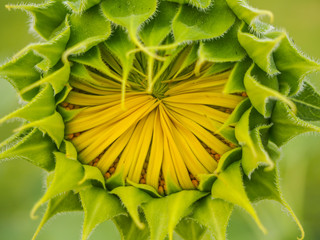 Fototapeta na wymiar Sunflower bud
