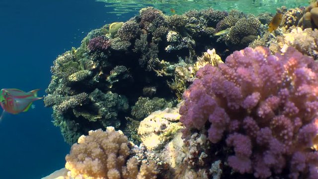 A magnificent picture of the top of the reef with various bright corals.
