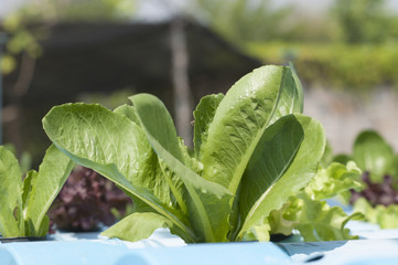 Fototapeta premium Hydroponic vegetables growing vegetables without soil.