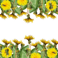 Beautiful floral background with yellow dandelions 